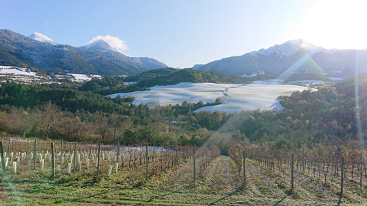 Weinbau am Alpenrand im südlichen Département Isère